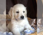 Puppy Barracuda English Cream Golden Retriever
