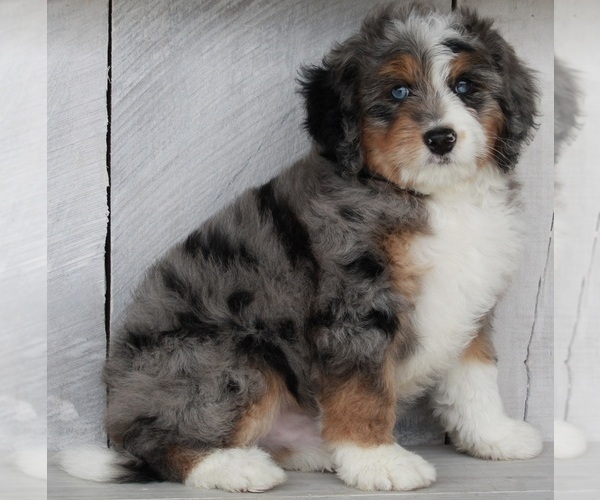 Medium Photo #1 Miniature Bernedoodle Puppy For Sale in FREDERICKSBURG, OH, USA