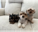 Small #3 Yorkshire Terrier