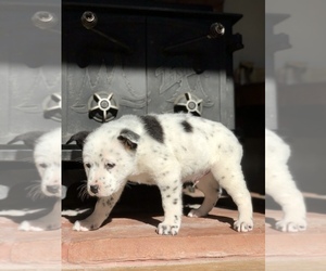 Australian Cattle Dog Puppy for sale in SUGAR CITY, CO, USA