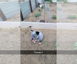 Small #3 Australian Cattle Dog