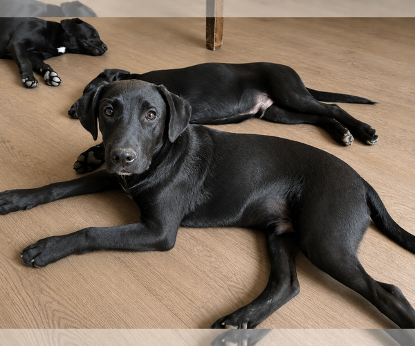 Medium Photo #3 Labrador Retriever Puppy For Sale in Clovis, CA, USA