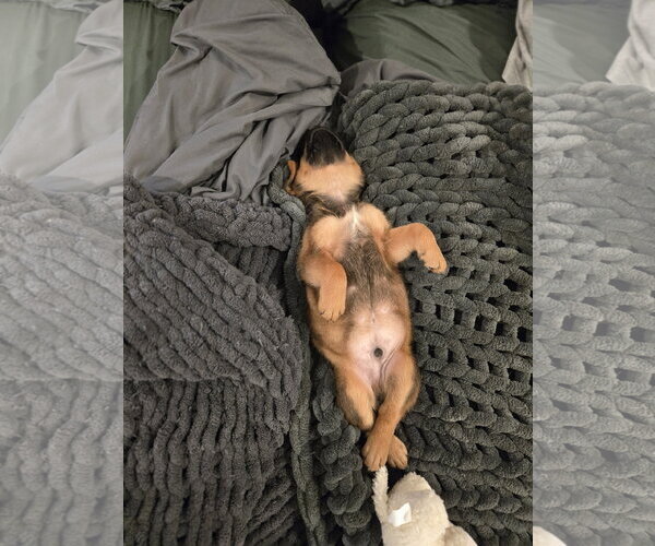 Medium Photo #1 Labrador Retriever-Unknown Mix Puppy For Sale in The Woodlands, TX, USA