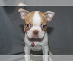 Small #3 Boston Terrier