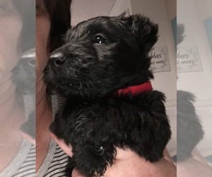 Scottish Terrier Puppy for sale in NORTH, SC, USA