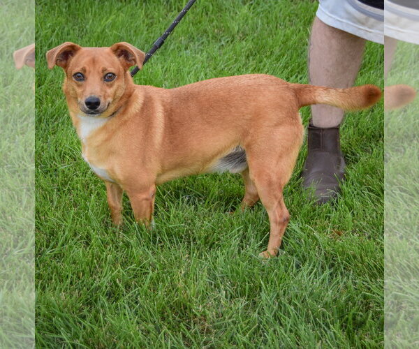 Medium Photo #2 Chihuahua-Unknown Mix Puppy For Sale in Huntley, IL, USA