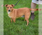 Small #1 Chihuahua Mix