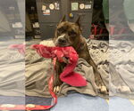 Small Photo #12 Mutt Puppy For Sale in Philadelphia, PA, USA