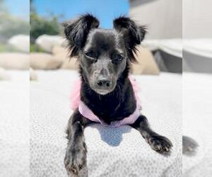 Wilma Flintstone - Female Chihuahua-Unknown Mix Dog for Adoption - Photo #2