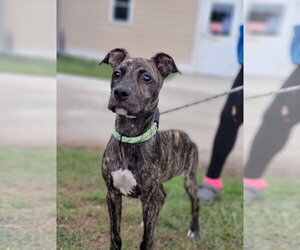 Boxador Dogs for adoption in Orangeburg, SC, USA