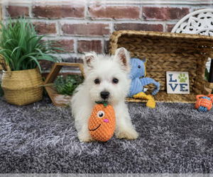 West Highland White Terrier Puppy for sale in SYRACUSE, IN, USA