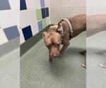 Small American Pit Bull Terrier Mix