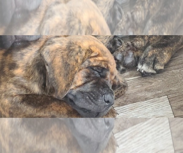 Medium Photo #2 Cane Corso Puppy For Sale in PORTLAND, OR, USA