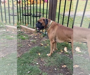 Father of the Boxer puppies born on 12/27/2025