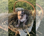 Small Photo #2 Australian Shepherd Puppy For Sale in BRASHEAR, MO, USA