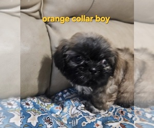 Medium Shih Tzu
