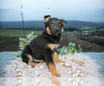 Puppy Rocket German Shepherd Dog