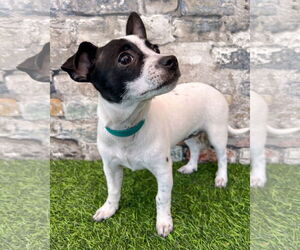Chihuahua-Unknown Mix Dogs for adoption in Corona, CA, USA