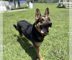 German Shepherd Dog Dogs for adoption in Virginia Beach, VA, USA
