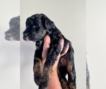 Small #4 Aussiedoodle Miniature 