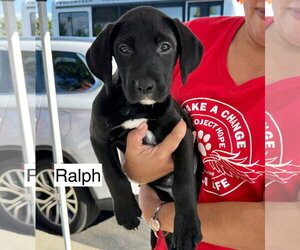 Labrador Retriever-Unknown Mix Dogs for adoption in Gilberts, IL, USA