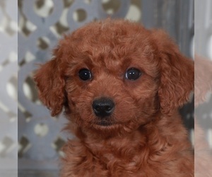 Goldendoodle (Miniature) Puppy for sale in MOUNT VERNON, OH, USA