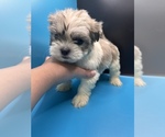Small Photo #10 Maltipoo-Shih Tzu Mix Puppy For Sale in SAINT AUGUSTINE, FL, USA