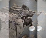 Small #13 Cane Corso