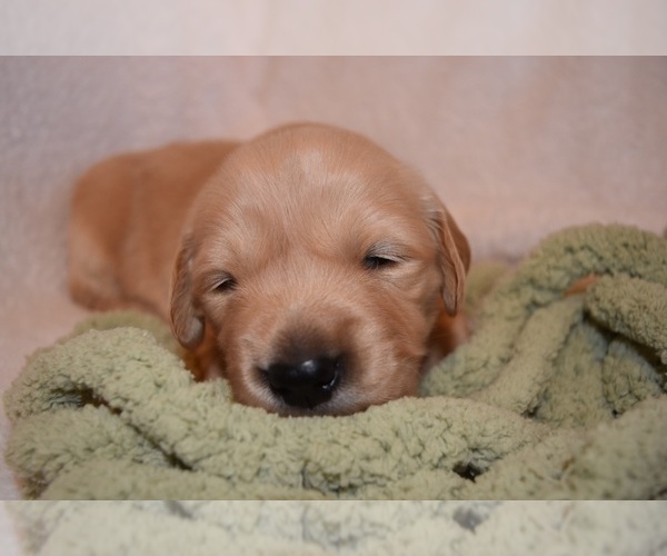 Medium Photo #39 Golden Retriever Puppy For Sale in RICHMOND, TX, USA