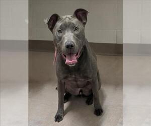 American Pit Bull Terrier-Unknown Mix Dogs for adoption in Derwood, MD, USA