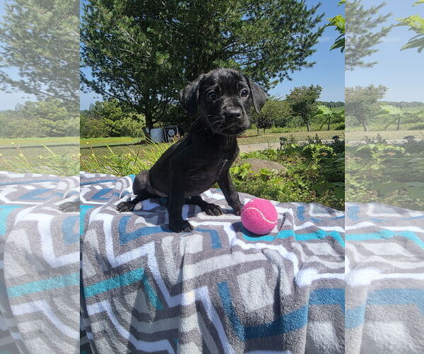 Medium Photo #1 Labrador Retriever-Unknown Mix Puppy For Sale in SHERBURNE, NY, USA