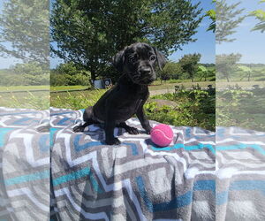 Labrador Retriever-Unknown Mix Dogs for adoption in SHERBURNE, NY, USA