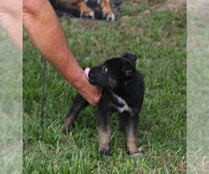German Shepherd Dog Dogs for adoption in Holly Hill, SC, USA