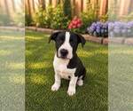 Small #2 American Pit Bull Terrier-Bull Terrier Mix