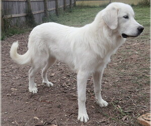 Great Pyrenees Puppy for sale in NANCY, KY, USA