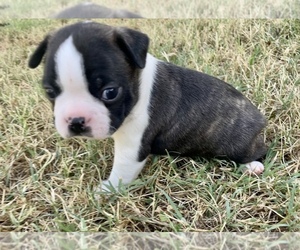 Boston Terrier Puppy for sale in WASHBURN, MO, USA