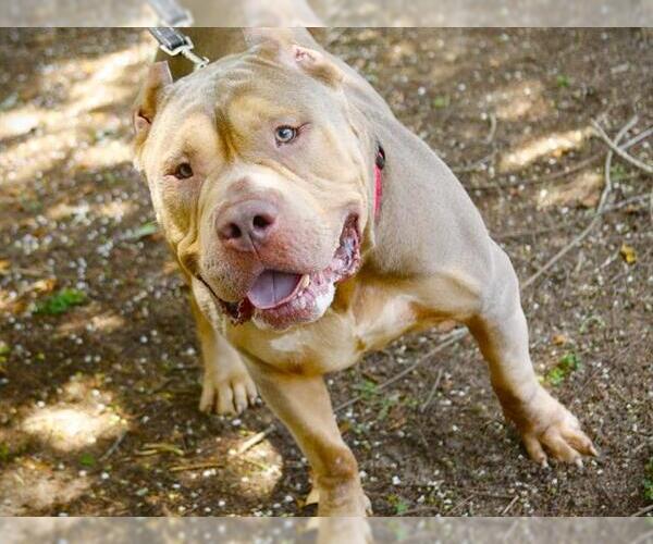 Medium Photo #1 American Pit Bull Terrier Puppy For Sale in Tallahassee, FL, USA