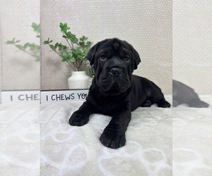 Cocker-Pei Puppy for Sale in INDIANAPOLIS, Indiana USA