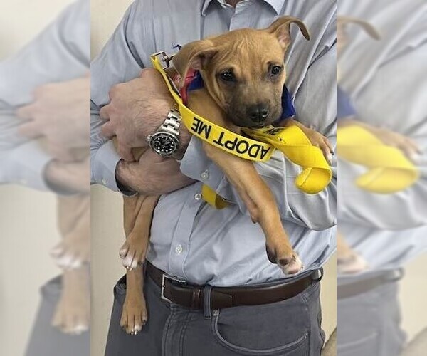 Medium Photo #7 Mutt Puppy For Sale in New York, NY, USA