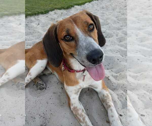 Medium Photo #1 Beagle-Unknown Mix Puppy For Sale in Dunnellon, FL, USA
