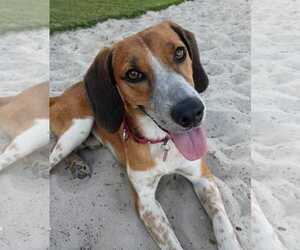 Beagle-Unknown Mix Dogs for adoption in Dunnellon, FL, USA
