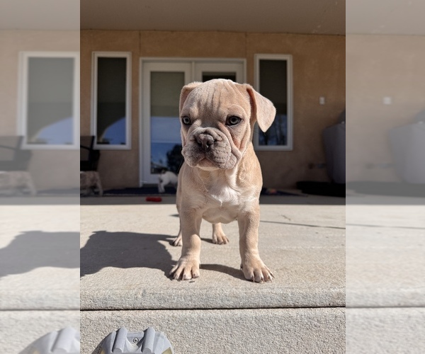 Medium Photo #4 French Bulldog Puppy For Sale in PUEBLO, CO, USA