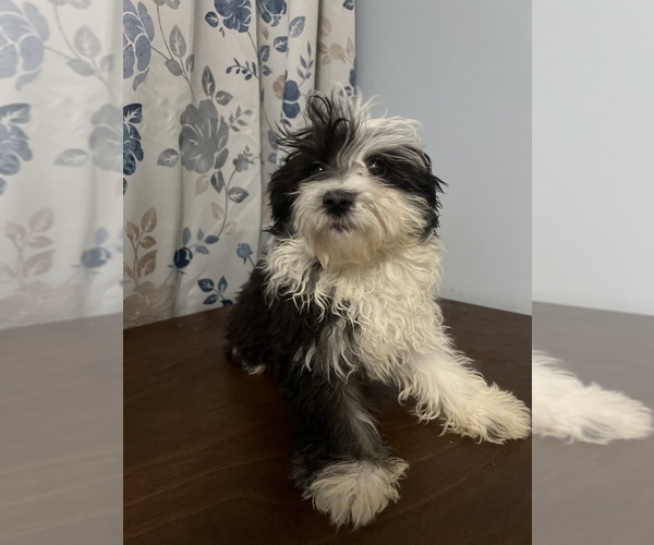 Medium Photo #30 Havanese Puppy For Sale in DURHAM, CT, USA