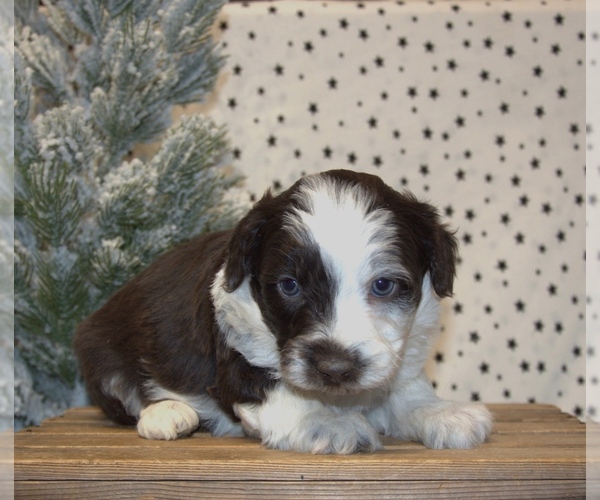 Medium Photo #28 Aussiedoodle Miniature  Puppy For Sale in NEWBERRY, IN, USA