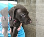 Small Photo #16 German Shorthaired Pointer Puppy For Sale in SUMMERSVILLE, WV, USA