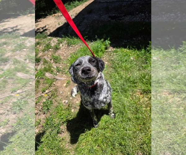 Medium Photo #3 Mutt Puppy For Sale in Westwood, NJ, USA