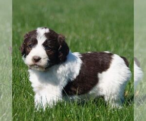 Poodle (Standard)-Springerdoodle Mix Puppy for sale in SAINT IGNATIUS, MT, USA
