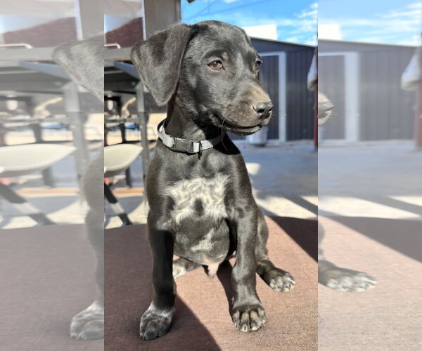Medium Photo #3 Mutt Puppy For Sale in MIDWAY, UT, USA