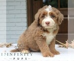 Small #3 Bernedoodle (Miniature)