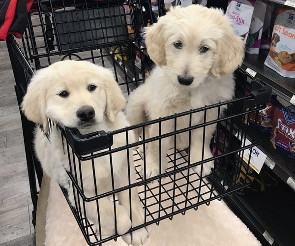 Medium Photo #7 Goldendoodle Puppy For Sale in CANTON, GA, USA